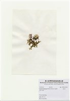 藏品(海木耳)的圖片